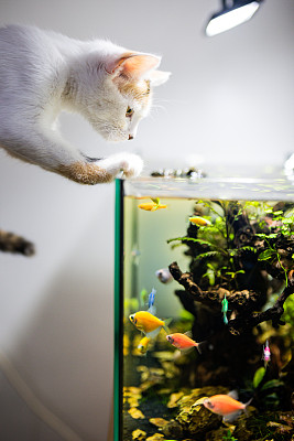 小猫