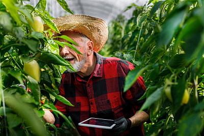 一名戴草帽的年长男子正在一个大菜园里检查辣椒的状况。