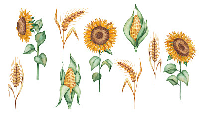 水彩插图手绘金黄色的向日葵与绿色的叶子。黑麦的穗，小麦的穗。玉米,玉米,爆米花。谷类植物。秋天的收获。孤立的食物剪贴画