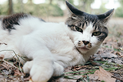 一只躺在大自然中的猫