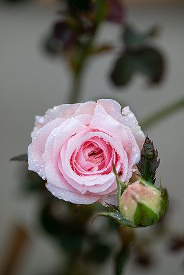 雨后，紫粉色的玫瑰在房子里绽放。