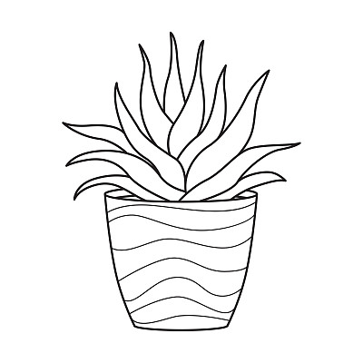 盆栽中矢量轮廓芦荟。室内肉质植物，叶肉质。用于家庭和室内的室内植物。植物学涂鸦线性黑白插图孤立在白色背景。