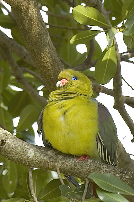 非洲绿鸽(Treron calvus)是耧斗菜科的一种鸟类。肯尼亚马赛马拉国家保护区。