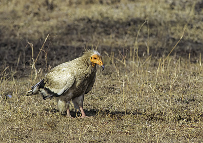 埃及秃鹰(Neophron percnopterus)，也被称为白色食腐秃鹫或法老鸡，是一种小型的旧大陆秃鹰，也是埃及秃鹰属的唯一成员。肯尼亚马赛马拉国家保护区。
