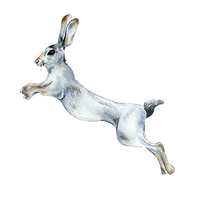 奔跑的野兔，白色动物水彩插图孤立在白色背景。