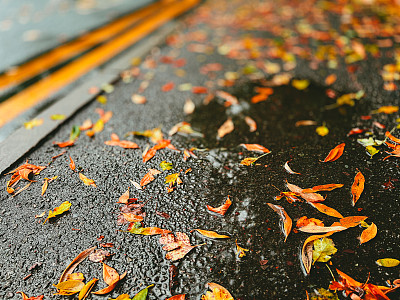 秋叶在雨天人行道上的低角度视角