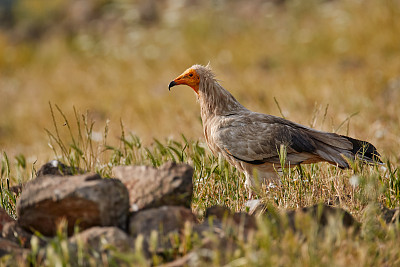 野生的猛禽。埃及秃鹫，Neophron pernopterus，大食肉鸟坐在石头上的自然栖息地，保加利亚，保加利亚，东Rhodopes。白秃鹫，黄喙