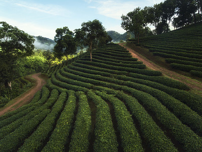 美丽的早晨风景在土井美萨隆茶园在清莱，泰国