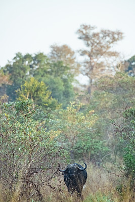 野牛孤零零地站在非洲丛林里