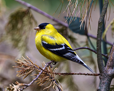 美国金翅雀照片和图像。雄性特写特写，栖息在树枝上，模糊的森林背景在其周围的环境和栖息地，显示其黄色的羽毛羽毛。雀照片和图像。