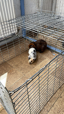 年轻，雌性，短毛的阿比西尼亚豚鼠(Cavia porcellus)在室内笼子里被介绍给成年豚鼠，将宠物融入既定的动物群体，高架视图，关注前景