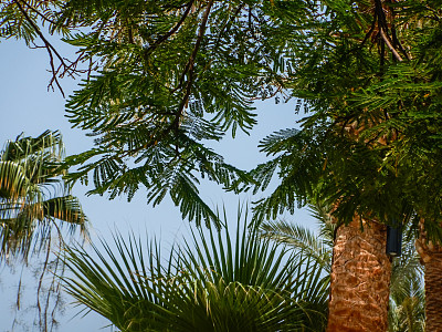 在埃及的海滩上，不同的树和蓝天