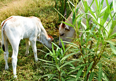 一头母牛和一头小牛在吃草。