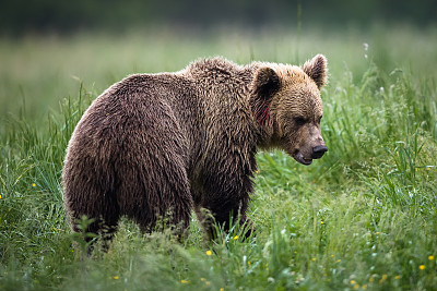 欧洲棕熊(欧洲棕熊)