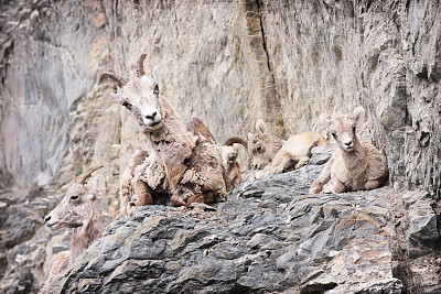 岩石露头上的大角羊、羔羊、加拿大绵羊和母羊