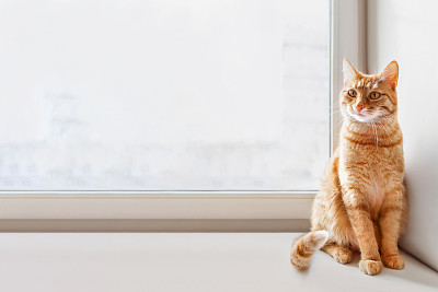 姜黄色的猫