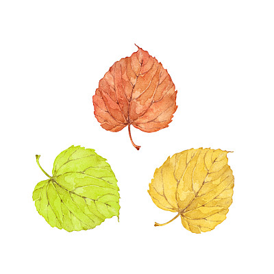 三片秋绿、黄、橙的菩提树叶。水彩艺术收藏。独立手绘插图