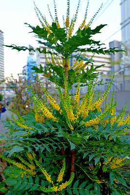 植物对建筑物的特写镜头