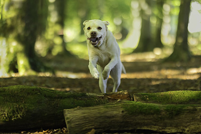 拉布拉多犬在林地中奔跑