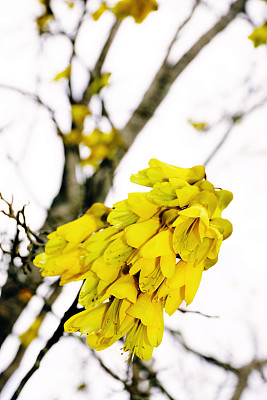 苦槐花(苦槐花属)