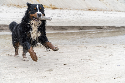伯尔尼山犬嘴里叼着一根棍子，在波罗的海的海滩上奔跑。
