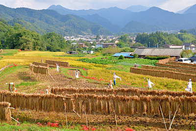 秋日的寺坂梯田，位于琦玉县秩父县