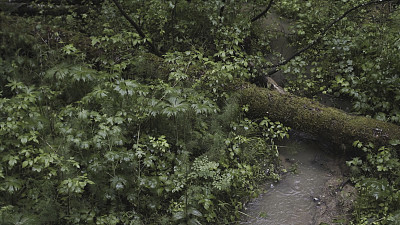 俯瞰风景如画的小溪在美丽的森林与雨滴落下，夏天自然。资料片。森林溪流中被绿色苔藓覆盖的倒下的原木。