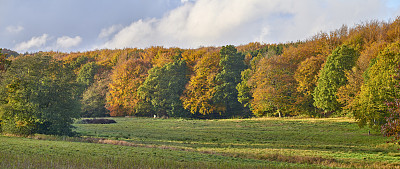 色彩斑斓的树木，树叶和森林在秋天的日落与所有的颜色的森林在秋天。落叶林又称阔叶林和阔叶林。位置在斯堪的纳维亚半岛的丹麦。
