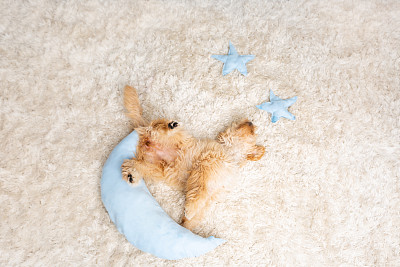 金毛狮子狗小狗6-10个月大，在月亮枕头毛地毯上伸展