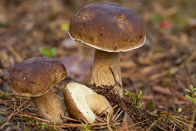 三种牛肝菌也被称为便士面包，牛肝菌或牛肝菌，在秋季蘑菇生长期间发现
