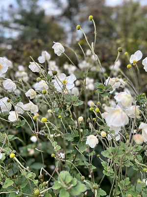 城市花园中的海葵花可见