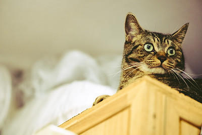 猫科动物