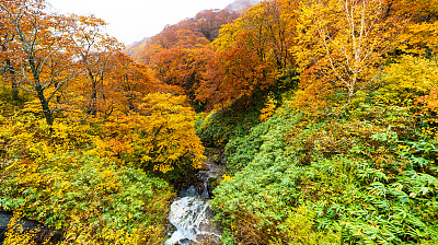 秋天，日本北部山上五颜六色的树木和瀑布