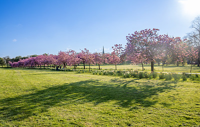 在英国约克郡北部哈罗盖特的一个名为“流浪”的市中心公园里，樱花树在春天盛开