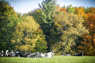 农场——奶牛在牧场上休息