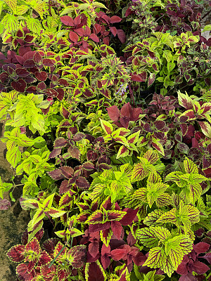 植物苗圃中心花盆中生长的黄花蓟(Coleus scutellarioides)芽和红绿叶的全帧图像，高架视图，关注前景