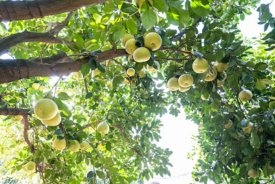 有机果园里种满了成熟的柚子