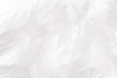 孔雀羽毛