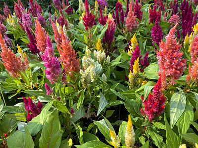 多色鸡冠花(Celosia)生长在花盆中，展示在花园中心，粉红色，紫色，黄色和白色开花观赏植物，绿色叶子背景，重点在前景