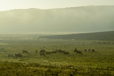 神秘的雾在秋天的山坡上，雾，树木是潮湿的，潮湿的雾森林美丽的景观奥兰内斯蒂摩尔多瓦全景农村村庄清晨吃草的牛群。