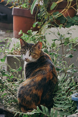 印花布猫回头看