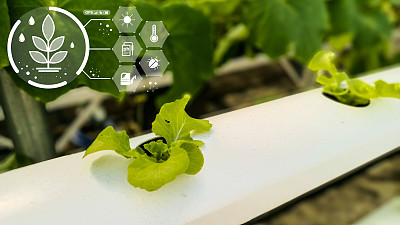 利用智能农业技术，帮助分析阳光、温度、湿度和各种生长因子。