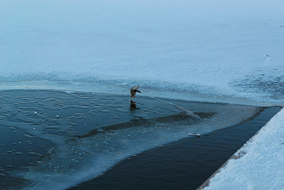 鸭子飞起来，试图在冬天降落在河上的冰面上