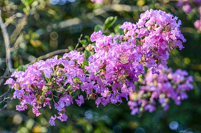 可丽桃金娘树的花:夏末在后院花园的花