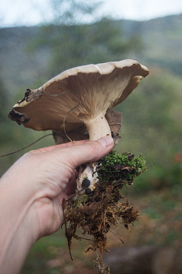 雨伞菇