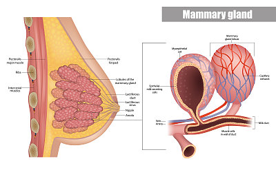 女性乳房解剖侧面图。乳腺的乳管和乳小叶的结构。乳腺肺泡和肌上皮细胞。
