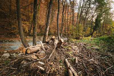森林砍伐。森林里的树干。