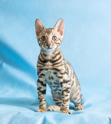 小猫