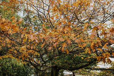 伦敦汉普斯特德西斯的一片秋天的森林