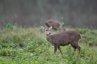 动物:成年雌性棕角鹿，又称坡鹿，或thamin (Rucervus eldii或Panolia eldii)。